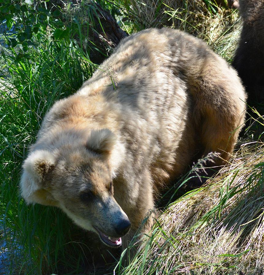 Wildlife Photograph - Female Grizzly Bear in the Woods by Patricia Twardzik