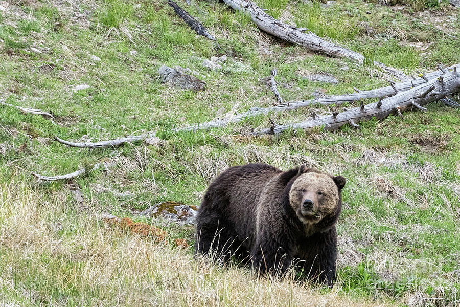 Female Grizzly in Yellowstone Photograph by Tibor Vari