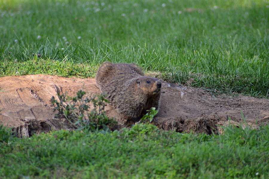 Female Groundhog On Watch Photograph by Belinda Stucki - Fine Art America