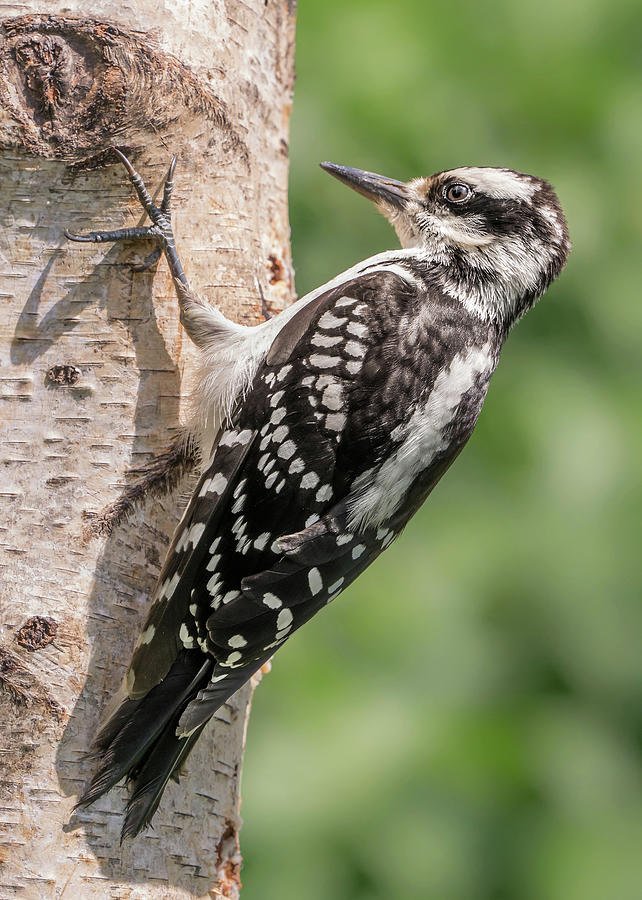 Female Hairy Woodpecker in Minnesota Photograph by Jim Hughes