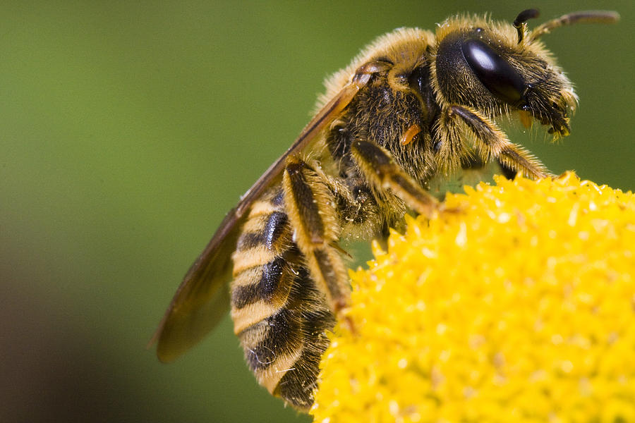 Female Halictus scabiosae Photograph by Andre Goncalves | Fine Art America