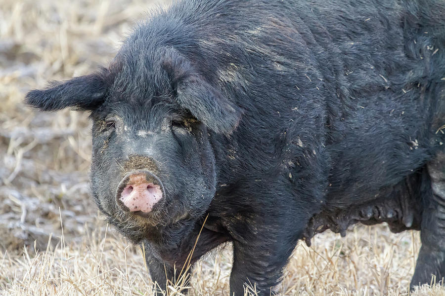 Female Hog Photograph by James BO Insogna