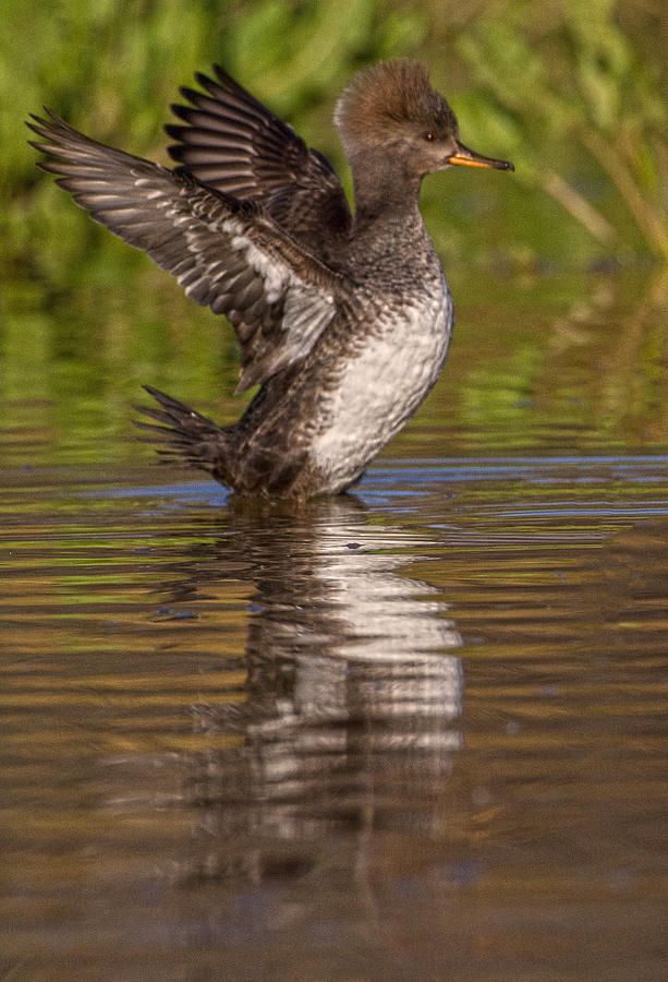 Female Hooded Merganser Flapping Photograph by Ruth Jolly