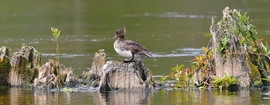 Female Hooded Merganser on Cypress Knees Photograph by Carla Parris