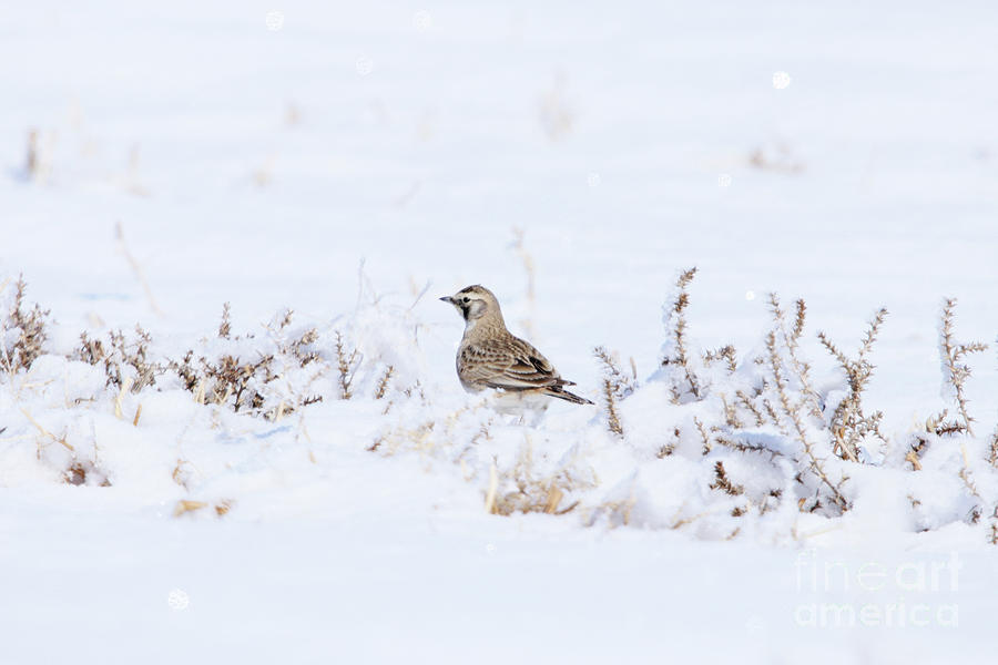 Female Horned Lark Photograph by Alyce Taylor