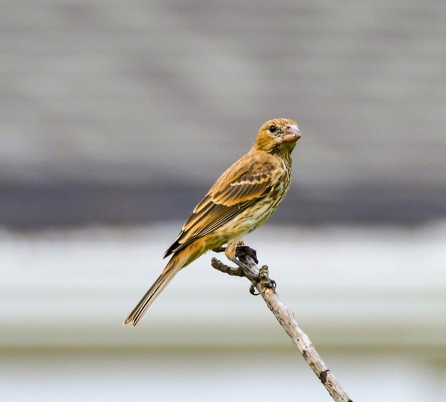 Female House Finch by Chris White Photograph by C H Apperson