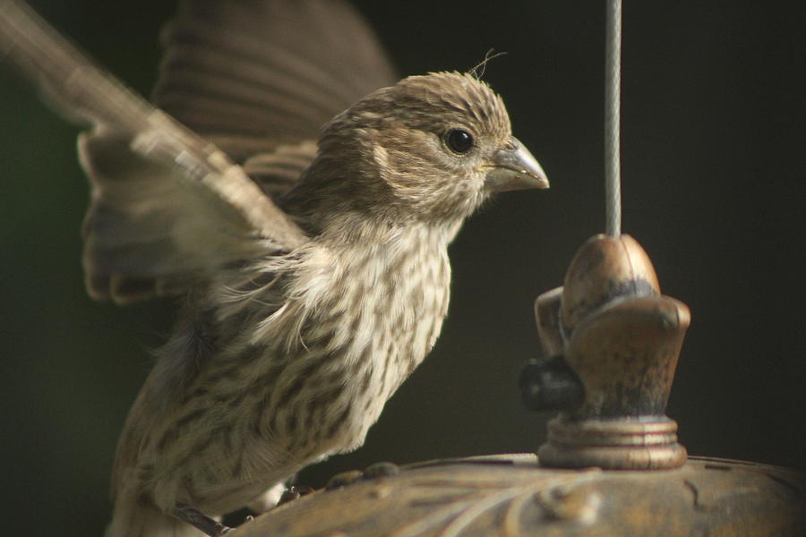 Female House Finch in Flight Photograph by Colleen Cornelius