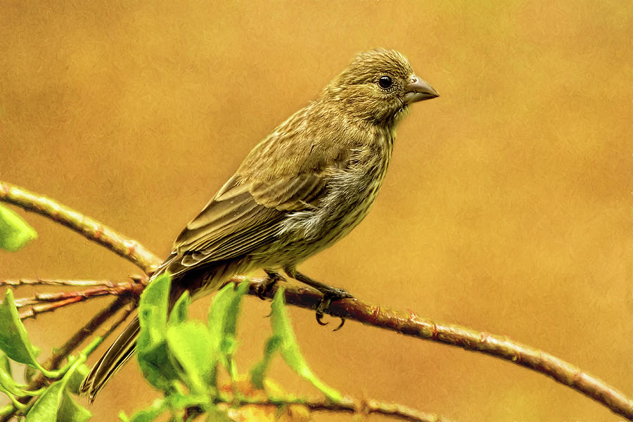 Finch Photograph - Female House Finch by Kay Brewer
