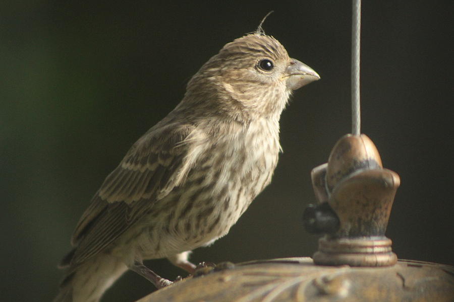 Female House Finch on Feeder Photograph by Colleen Cornelius