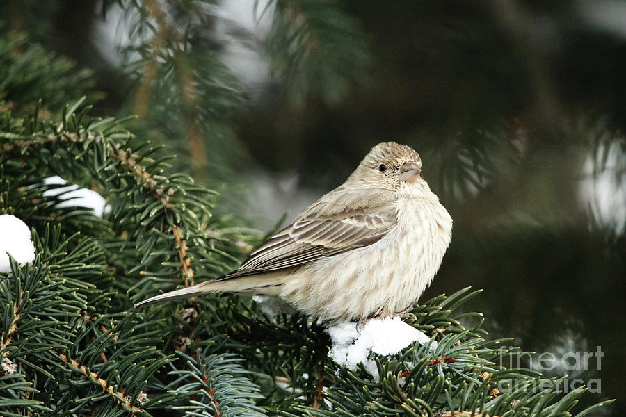 Female House Finch on Snow Photograph by Alyce Taylor