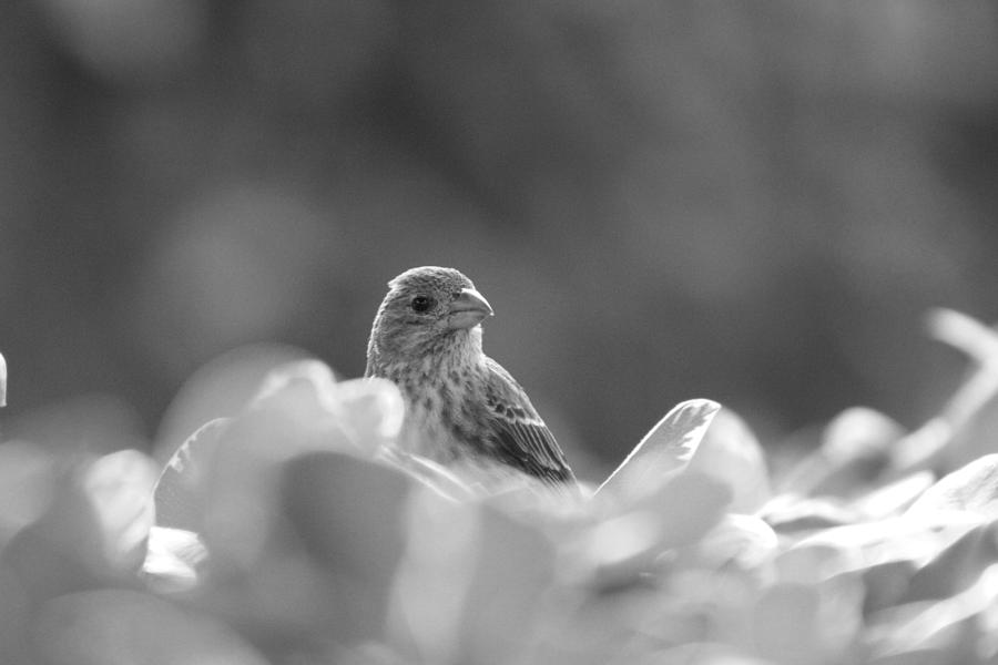 Female House Finch Perched in Black and White Photograph by Colleen Cornelius