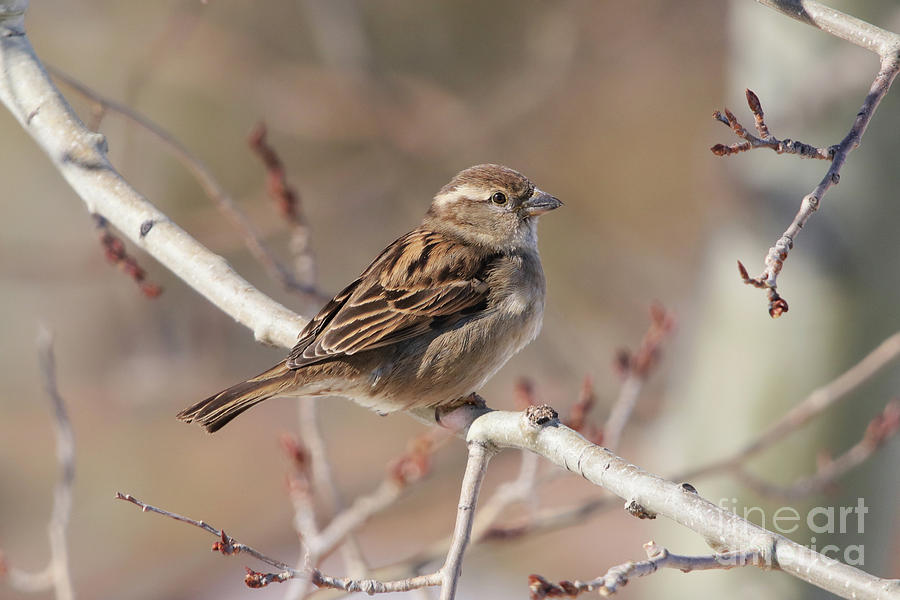 Female House Sparrow Photograph by Alyce Taylor