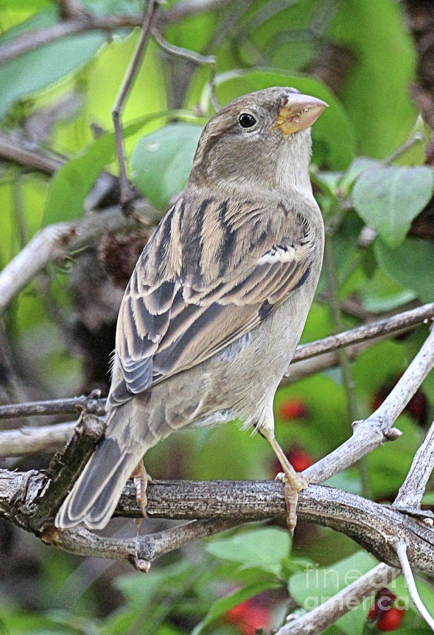 female house sparrow female house sparrow