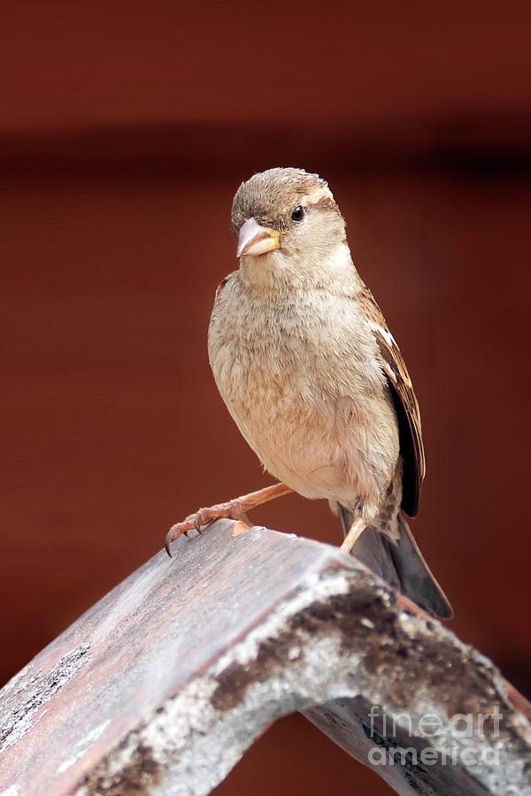 Female House Sparrow Photograph by Terri Waters