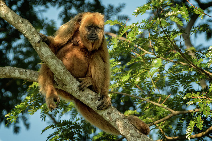 Female Howler Monkey in Brazil Photograph by Steven Upton