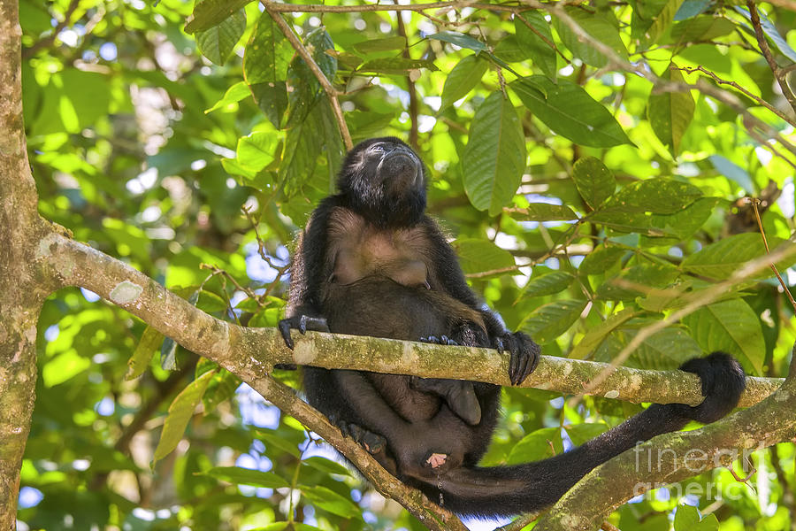 Female howler monkey peeing Photograph by Patricia Hofmeester