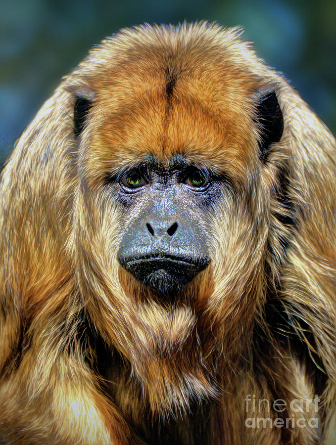 Animal Photograph - Female Howler Monkey by Savannah Gibbs