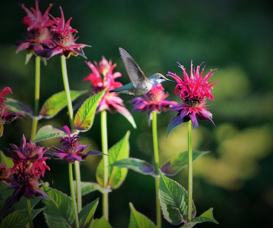 Female humingbird on Bee Balm Flowers Photograph by Lena Hatch