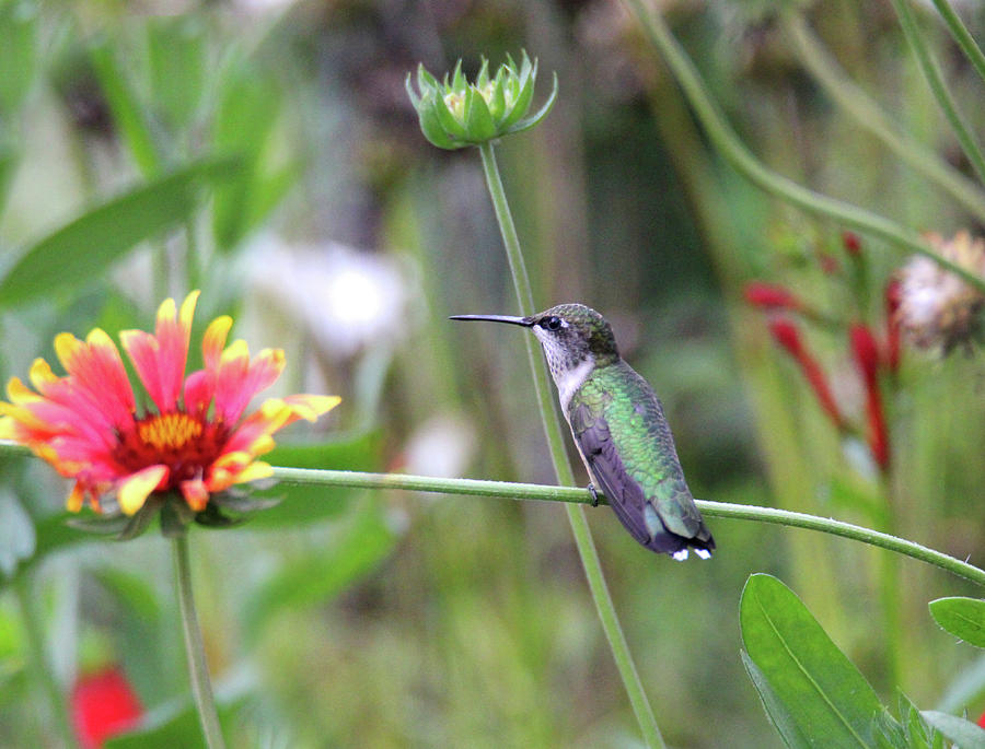 Female Hummer Photograph by Brook Burling
