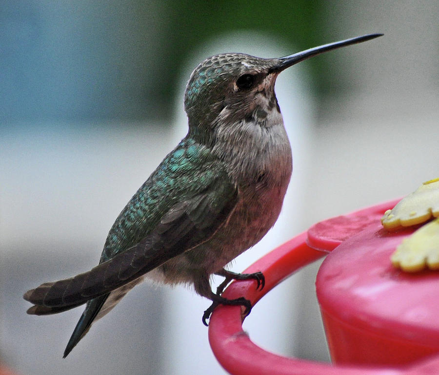 Female Hummer On Perch Photograph by Jay Milo