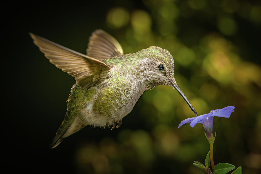 Female hummingbird and a small blue flower Photograph by William Lee