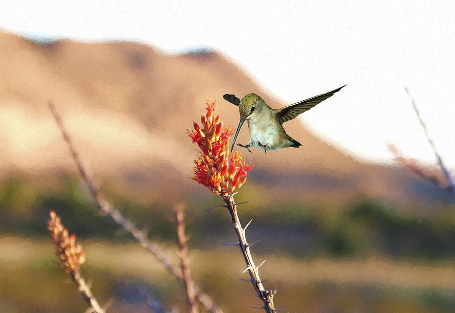 Female hummingbird and Ocotillo Photograph by Gregory Scott
