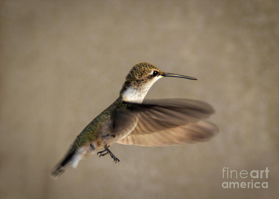 Nature Photograph - Female Hummingbird by Janice Pariza