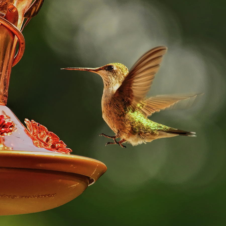 Female Hummingbird Touch Down  Photograph by Dale Kauzlaric