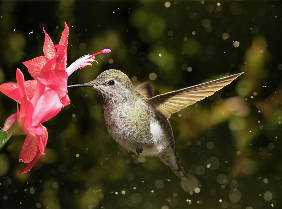 Female Hummingbird Visits Flower In Snow Storm Photograph