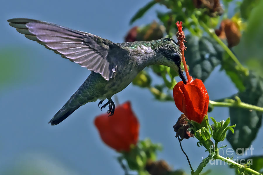 Hummingbird Photograph - Female Hummingbird with Turks Cap by Gary Holmes