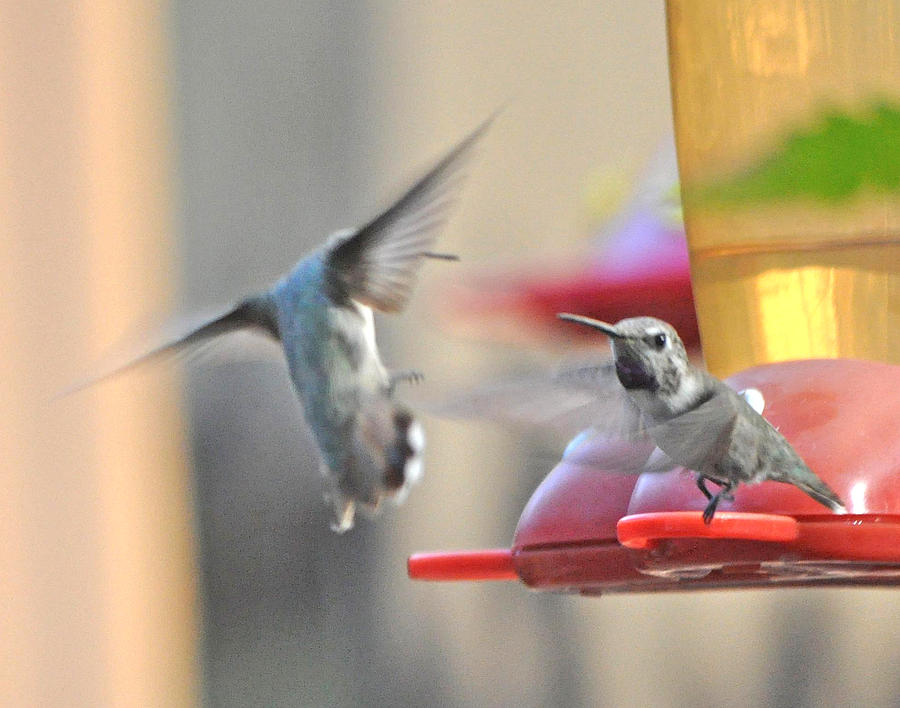 Female Hummingbirds Playing Whos Boss Photograph by Jay Milo
