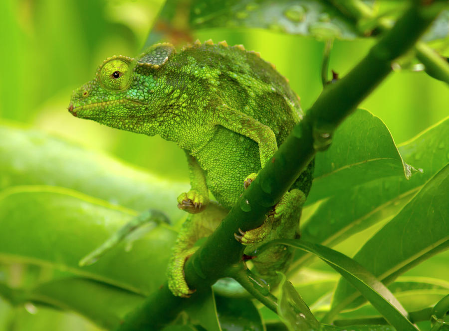 Female Jackson Chameleon Photograph by Christopher Johnson