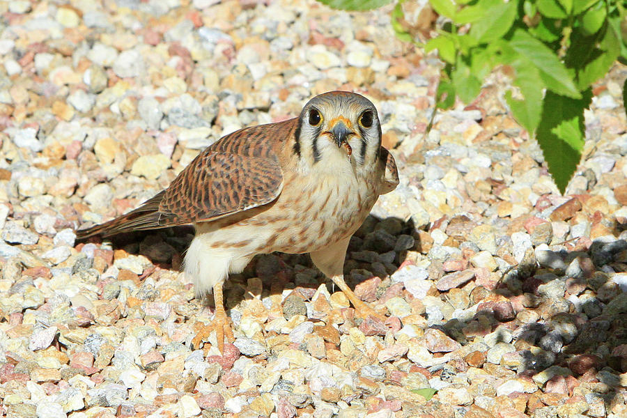 Falcon Photograph - Female Kestrel Falcon by Shoal Hollingsworth