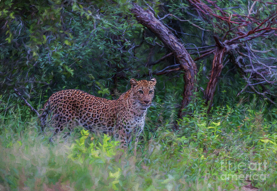 Female Leopard at first light Digital Art by Liz Leyden
