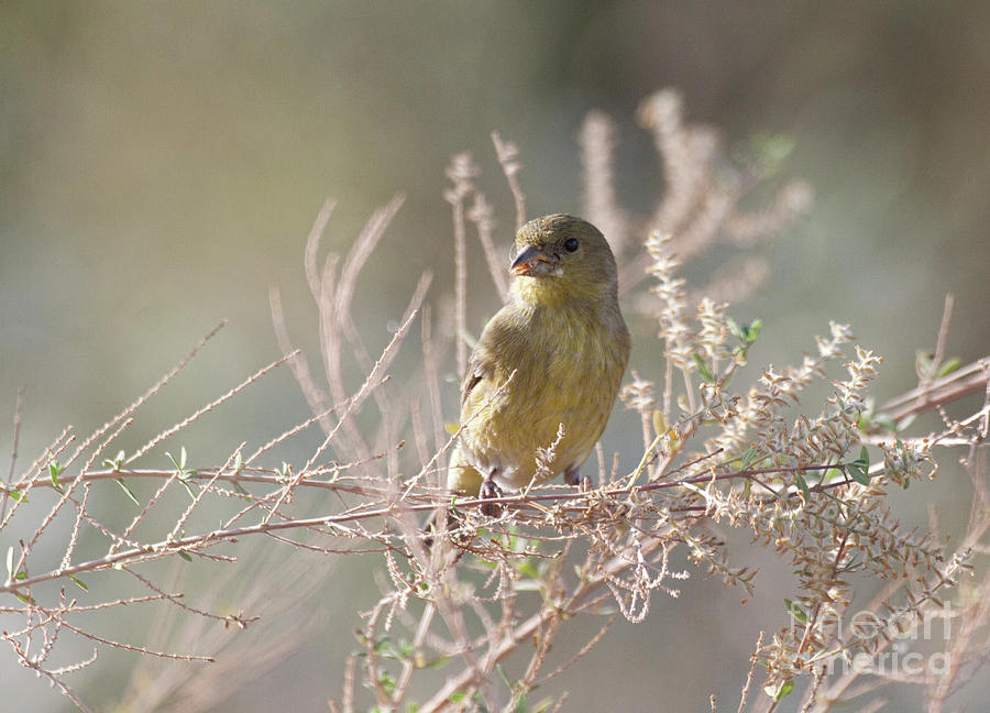 Female Lesser Goldfinch Photograph by Ruth Jolly