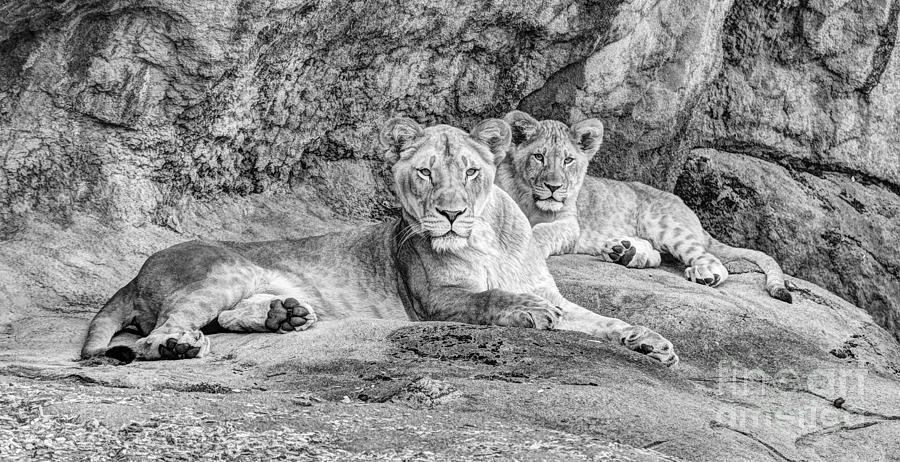 White Lion Cub Photograph by Jenny Rainbow - Pixels
