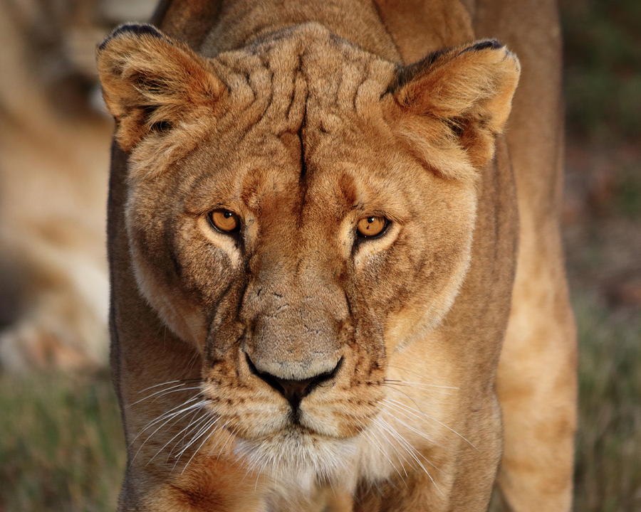 Female Lion Closeup Gauteng South Africa Photograph By Wesley Lazarus 
