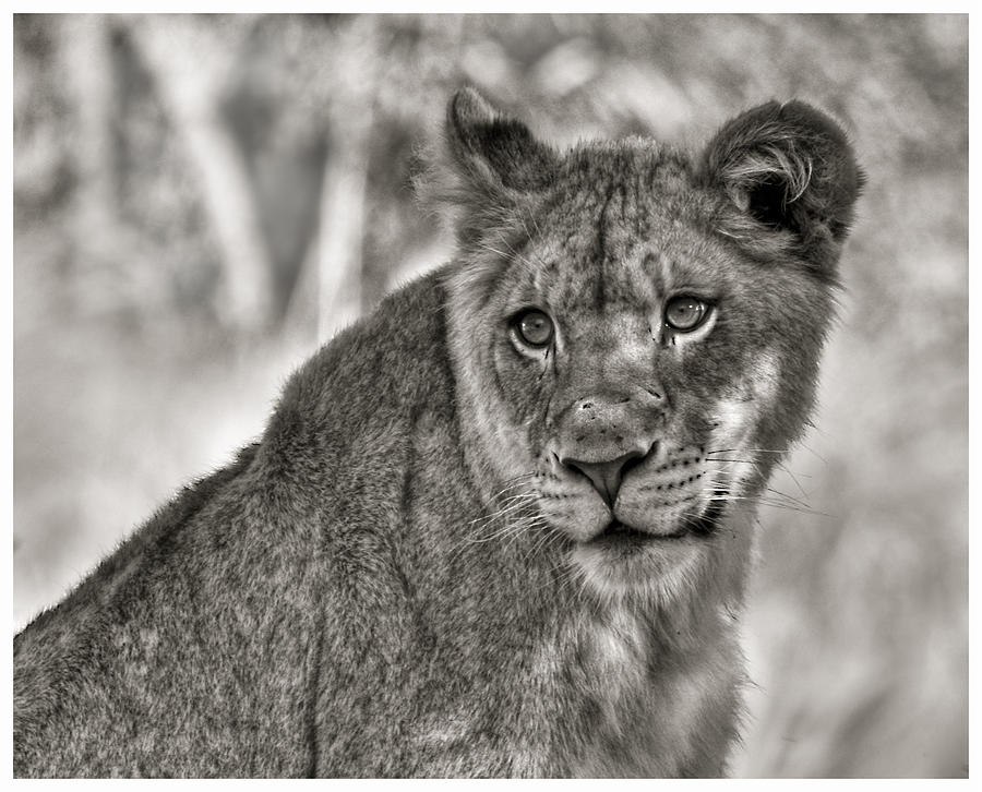 Female Lion in Sepia Photograph by Ginger Wakem