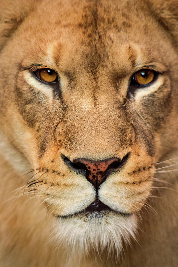 Female Lion Stare Photograph by Don Johnson