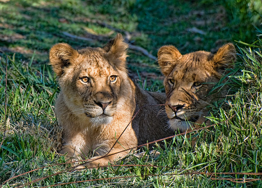 Female Lions at San Diego Wild Animal Park Photograph by Ginger Wakem
