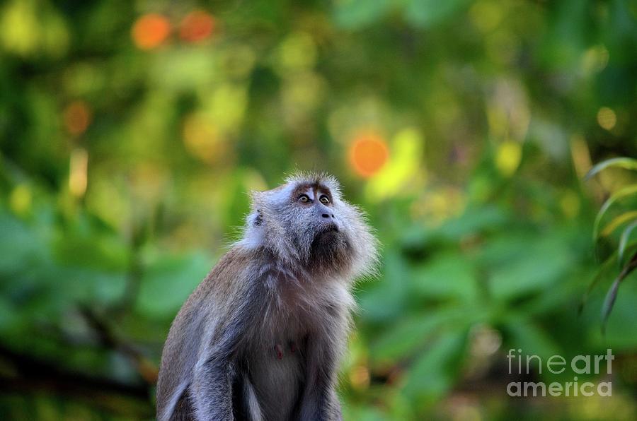 Female long tailed macaque monkey gazes upwards inside dense Malaysian forest Photograph by Imran Ahmed
