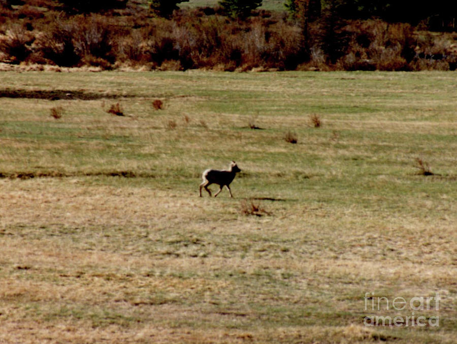 Female Longhorn Sheep At Rocky Mountain National Park Photograph by ...