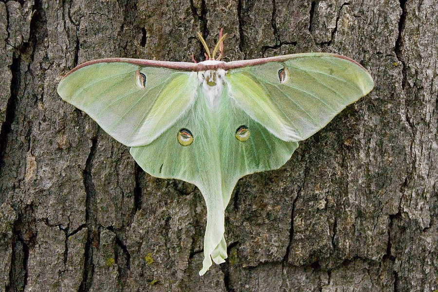 Female Luna Moth Photograph by Michael Barry | Fine Art America