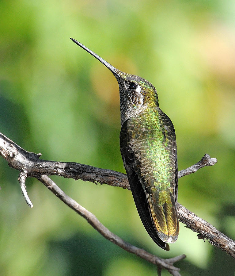 female Magnificent Hummingbird Photograph by Hidetoshi Takahashi