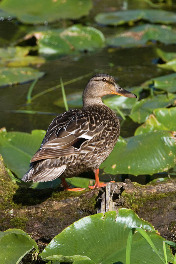 Duck Photograph - Female Mallard among Lily Pads by Randall Ingalls