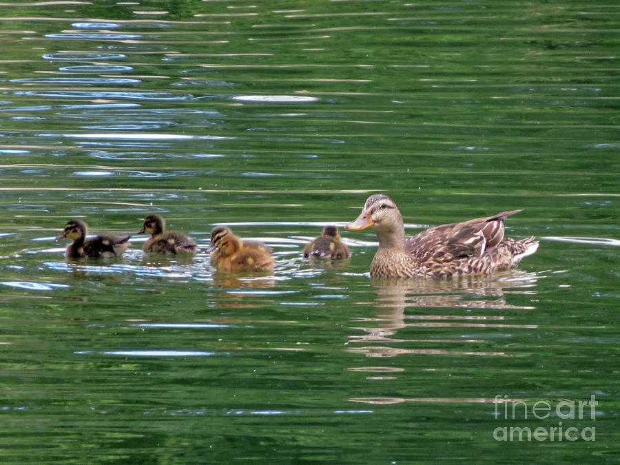 Female Mallard and ducklings Photograph by Cindy Murphy - NightVisions