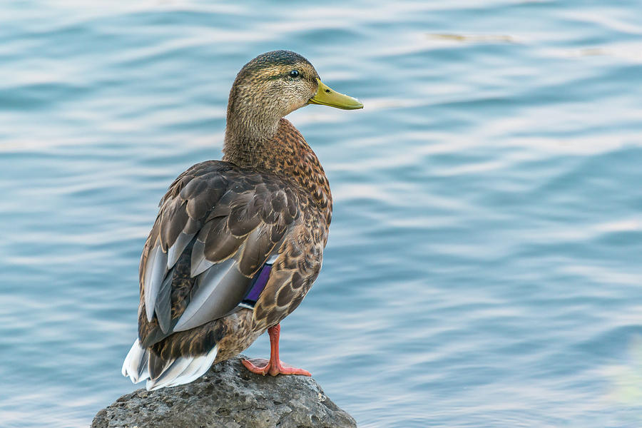 Female Mallard At The River Photograph by Yeates Photography