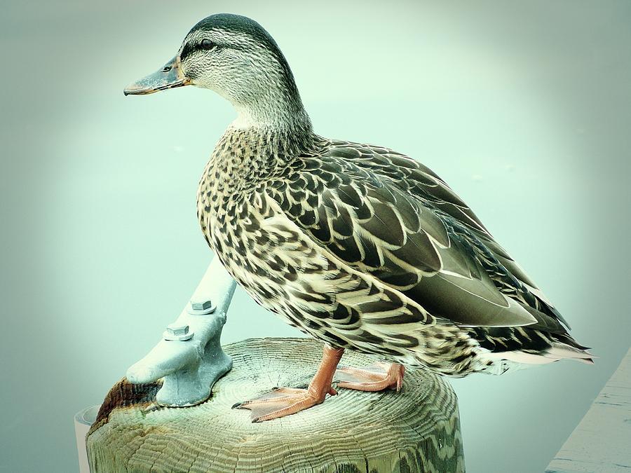 Female Mallard Duck 2 Photograph by Angie Tirado