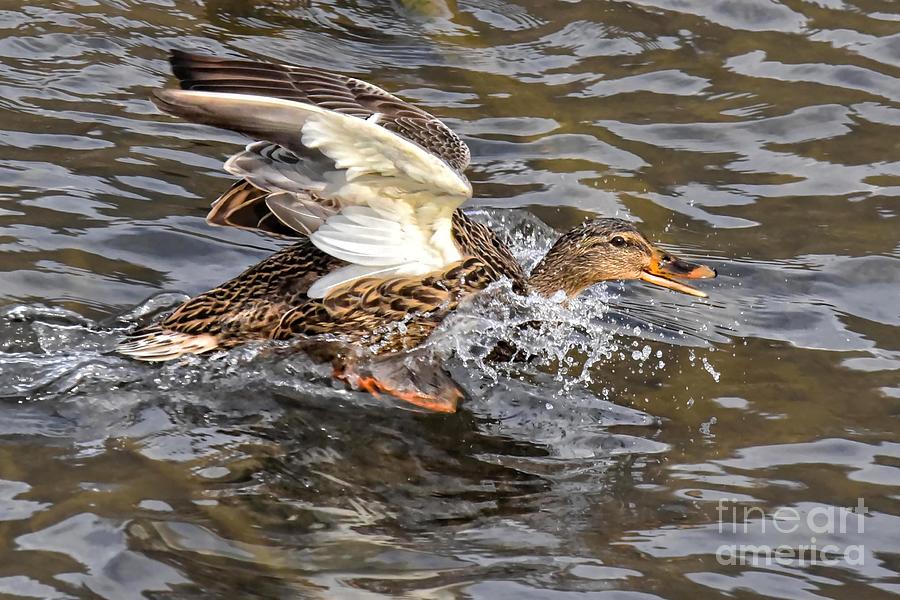Female Mallard Duck 5261C by Cynthia Staley Female Mallard Duck 5261C by Cynthia Staley