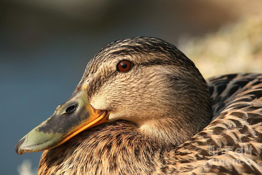 What Color Is A Female Mallard Duck